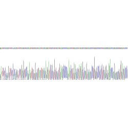 Human Tenascin X (TNX) Protein