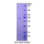 SDS-PAGE analysis of recombinant Human Caspase 5 Protein.