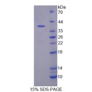 SDS-PAGE analysis of Syntenin 2 Protein.