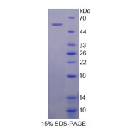 SDS-PAGE analysis of Chymotrypsin-C Protein.