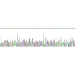Human Apolipoprotein L (APOL1) Protein