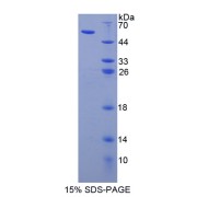SDS-PAGE analysis of recombinant Human Apolipoprotein L (APOL1) Protein.
