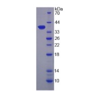 SDS-PAGE analysis of recombinant Human Lipase, Monoacylglycerol Protein.