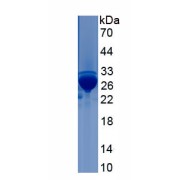 SDS-PAGE analysis of Myosin-1 Protein.