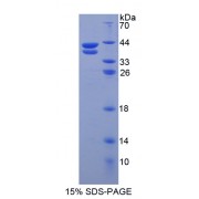 SDS-PAGE analysis of Resistin Like beta Protein.