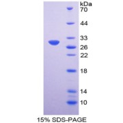 SDS-PAGE analysis of Fucosyltransferase 3 Protein.