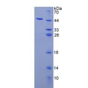 SDS-PAGE analysis of IL3 Protein.