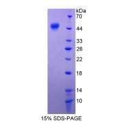 SDS-PAGE analysis of PEDF Protein.