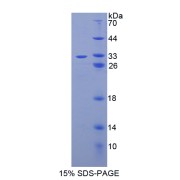 SDS-PAGE analysis of Caspase 14 Protein.