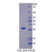 abx168252