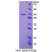 abx168259