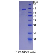 SDS-PAGE analysis of HNRNPA1 Protein.