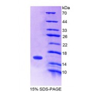 SDS-PAGE analysis of recombinant Mouse Secretin Protein.