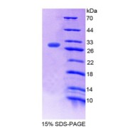SDS-PAGE analysis of Sperm Specific Antigen 2 Protein.