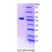 SDS-PAGE analysis of Intercellular Adhesion Molecule 4 Protein.