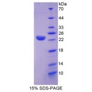 SDS-PAGE analysis of Lipase A, Lysosomal Acid Protein.
