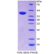 SDS-PAGE analysis of Neuropeptide S Protein.