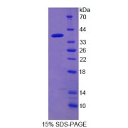SDS-PAGE analysis of Phosphodiesterase 12 Protein.