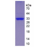 SDS-PAGE analysis of Spondin 2 Protein.