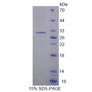 abx168406