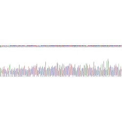 Mouse Inhibin Beta E (INHBE) Protein