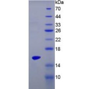 SDS-PAGE analysis of IL17 Protein.