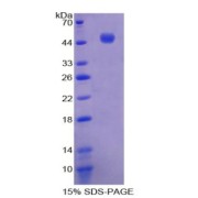 abx168451