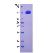 SDS-PAGE analysis of BDNF Protein.