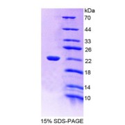 SDS-PAGE analysis of recombinant Pig Beta-Lactoglobulin (bLg) Protein.