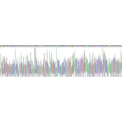 Pig Interleukin 2 Receptor Alpha (IL2RA) Protein