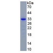 SDS-PAGE analysis of recombinant Pig IL2RA Protein.