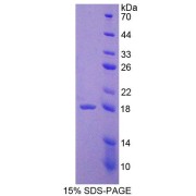 abx168475