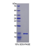 SDS-PAGE analysis of recombinant Rat Insulin (INS1) Protein.