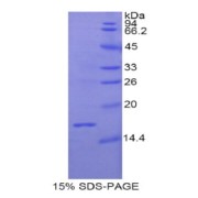 SDS-PAGE analysis of Relaxin 3 Protein.