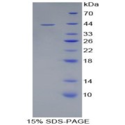 abx168497