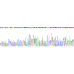 Rat Thrombospondin 1 (THBS1) Protein