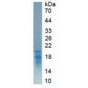 SDS-PAGE analysis of recombinant Rat Thrombospondin 1 Protein.