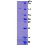 SDS-PAGE analysis of Vitronectin Protein.
