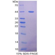 SDS-PAGE analysis of Mucin 5B Protein.