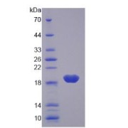 abx168555
