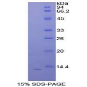abx168562
