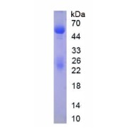 SDS-PAGE analysis of Rabbit Immunoglobulin G (IgG) Protein.