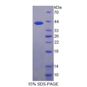 SDS-PAGE analysis of recombinant Human GLUT4 Protein.