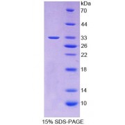 SDS-PAGE analysis of Dog TRAIL Protein.