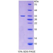 SDS-PAGE analysis of Dog TNFSF10 Protein.