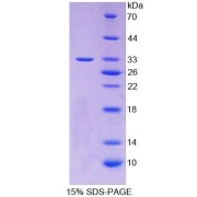 SDS-PAGE analysis of Dog TRAIL Protein.