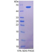 SDS-PAGE analysis of Dog COL1A2 Protein.