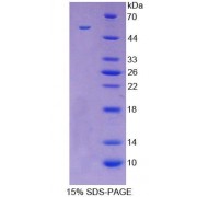 SDS-PAGE analysis of recombinant Rabbit GAL3 Protein.