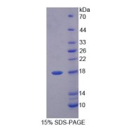 SDS-PAGE analysis of Pig FABP6 Protein.