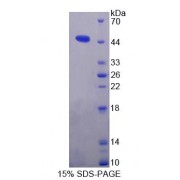 SDS-PAGE analysis of Human GS Protein.